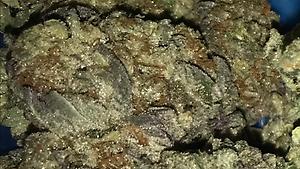 Strong Purple Dawg