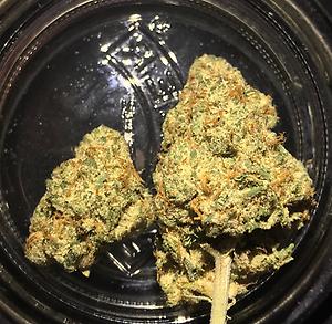 Gelato 41