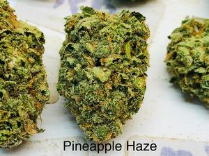 Pineapple Haze