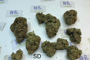 STAR DAWG GRADE A+