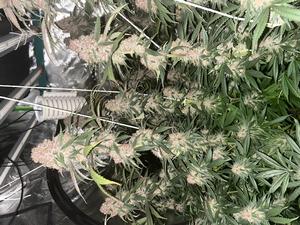 Tropicana Cookies