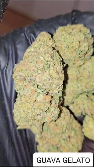 GUAVA GELATO