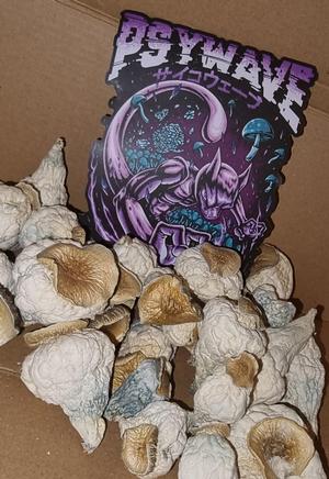 Mak 529 Mushrooms