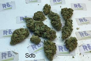 STAR DAWG (GRADE B)