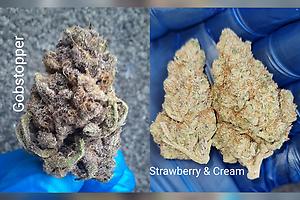 GOBSTOPPER/STRAWBERRY&CREAM VARIETY PACK