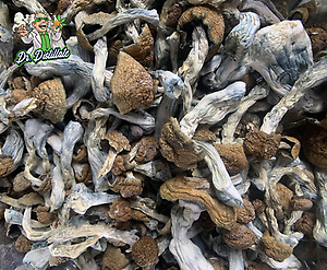 Magic Mushrooms
