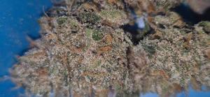 RozzyGrown Buds