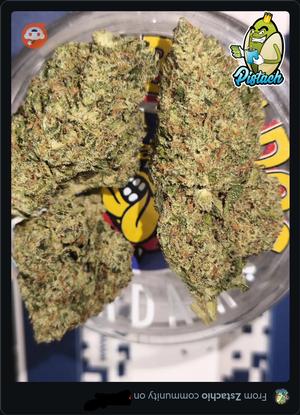 JEALOUSY - SHERBET X GELATO 41 FREE SHIPPING