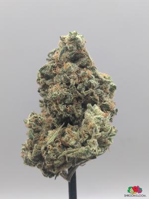 Mimosa EVO