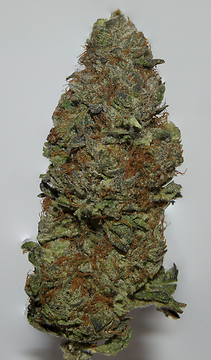 Blue Gelato #41