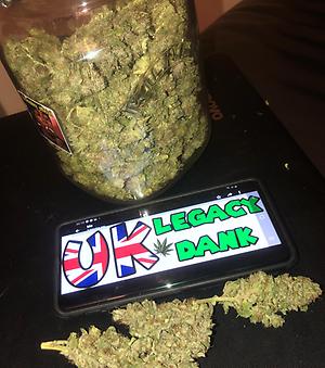 GORILLA