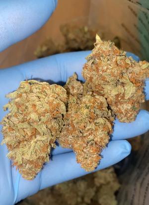 10/10 StarDawg