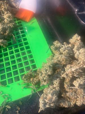 GG4 $200 Ounces!!!