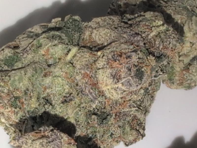 Z33 (Zkittlez x Gelato 33) UK TOP SHELF PREMIUM BUD