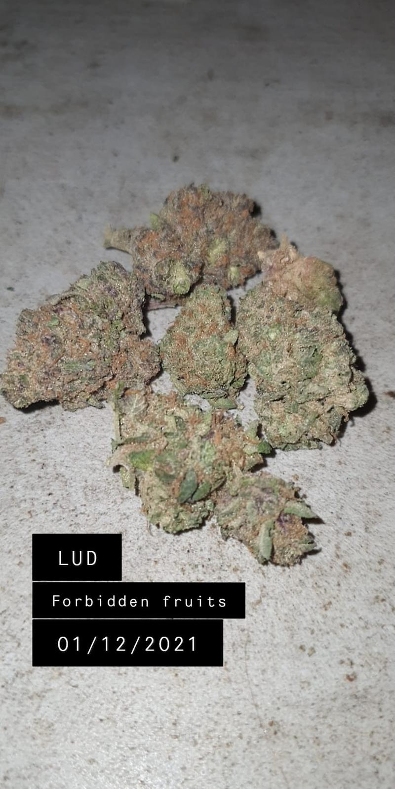 FORBIDDEN FRUIT