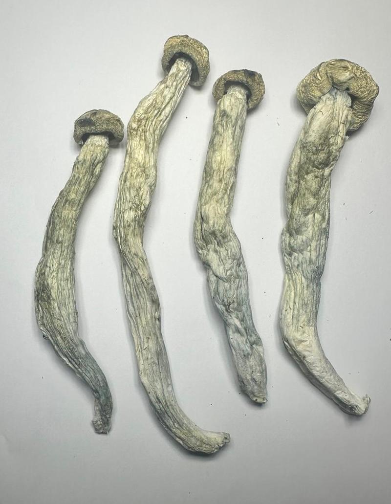 MUSHROOMS