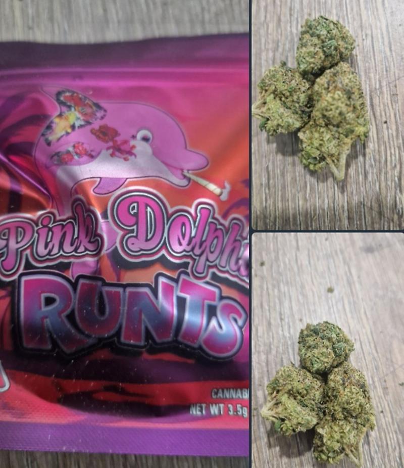 Pink Dolphin Runts