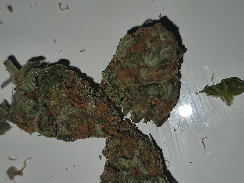 Critical bilbo