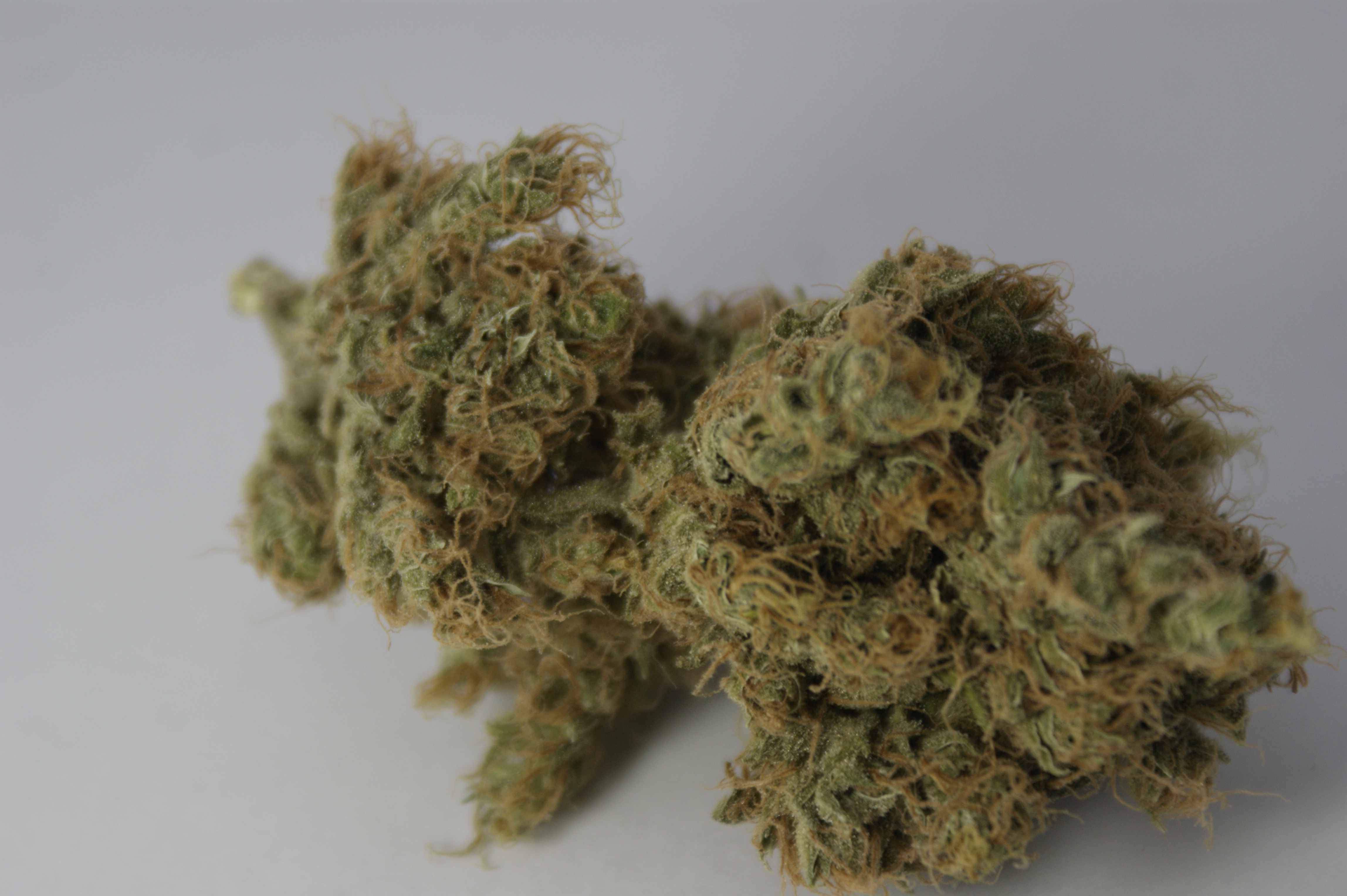 Master Kush