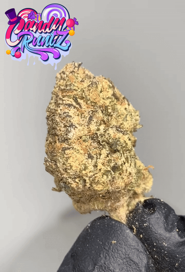 Top Shelf CA