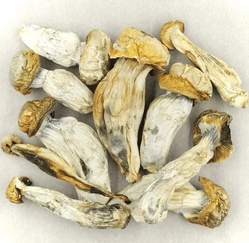 Magic Mushrooms
