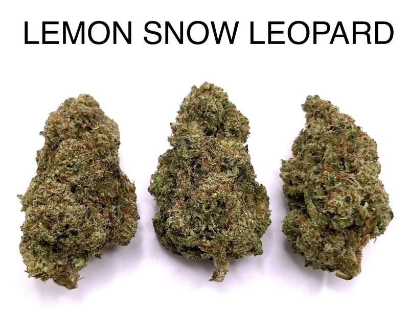 LEMON SNOW LEOPARD