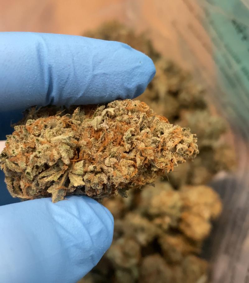 10/10 StarDawg