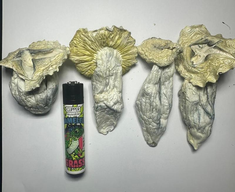 MUSHROOMS