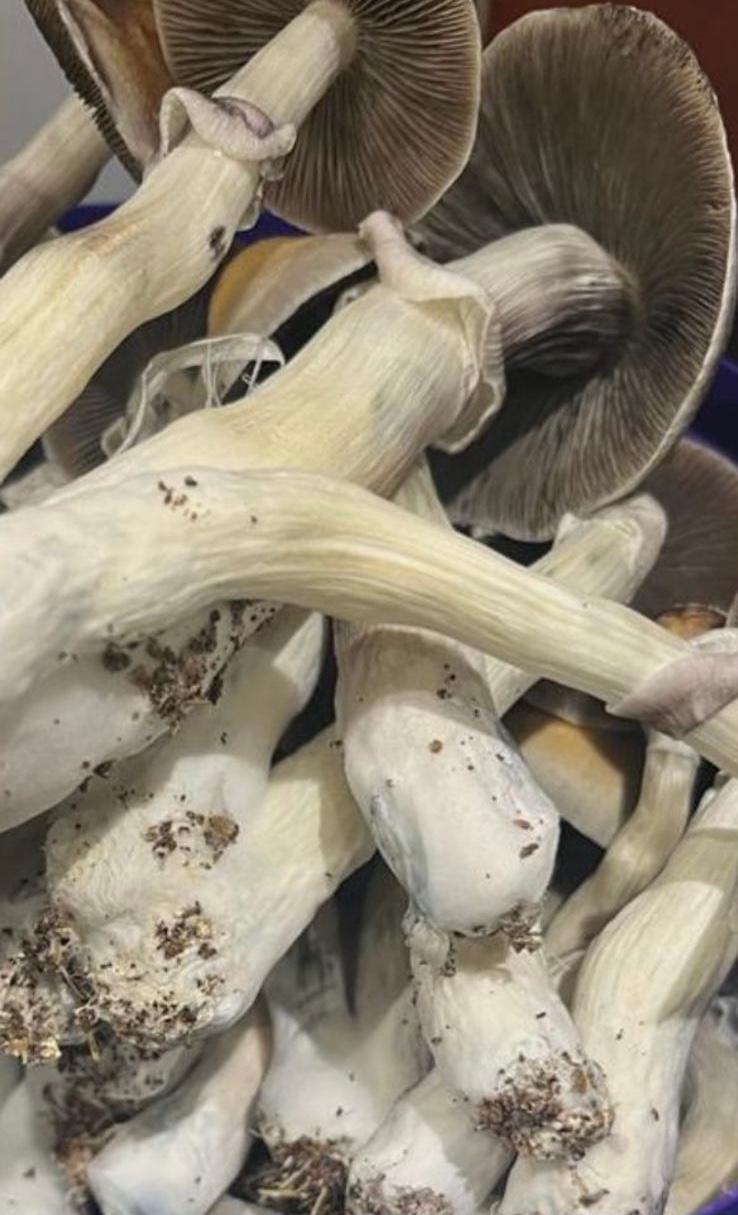 MUSHROOMS