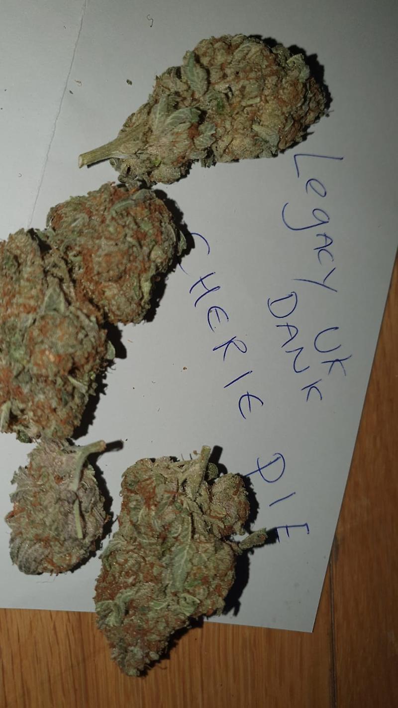 CHERRY PIE - DANK BUDS