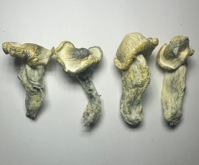 MUSHROOMS