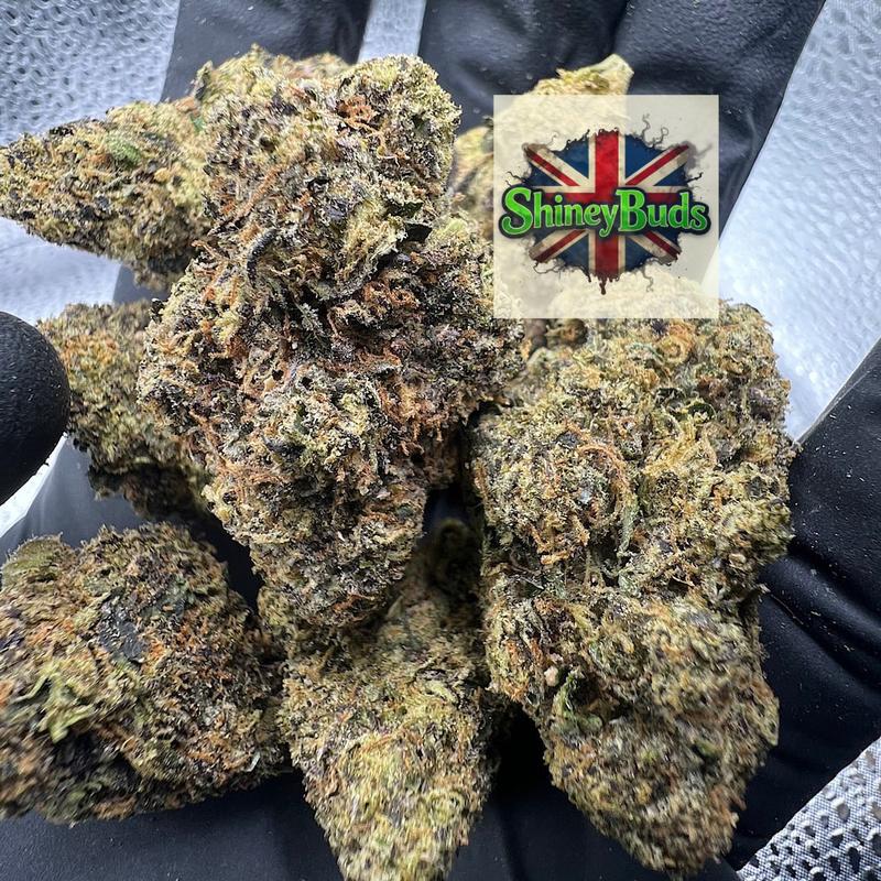 🇺🇸 Triple Lindy TEDS BUDS