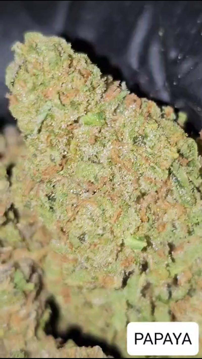 PAPAYA