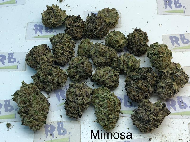 MIMOSA A++ DUTCH