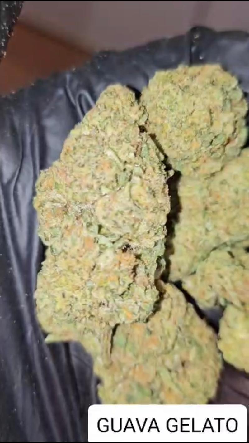 GUAVA GELATO