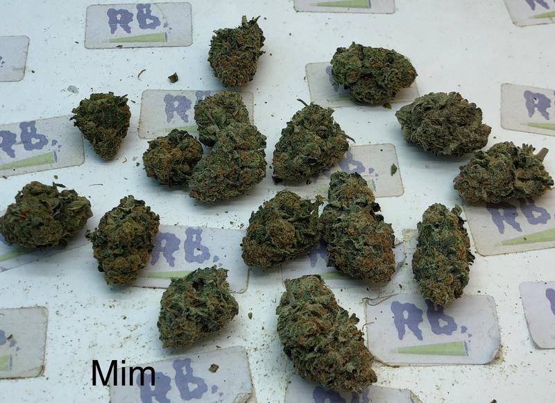 MIMOSA A++ DUTCH