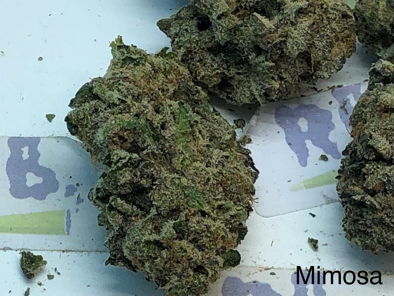 MIMOSA A++ DUTCH