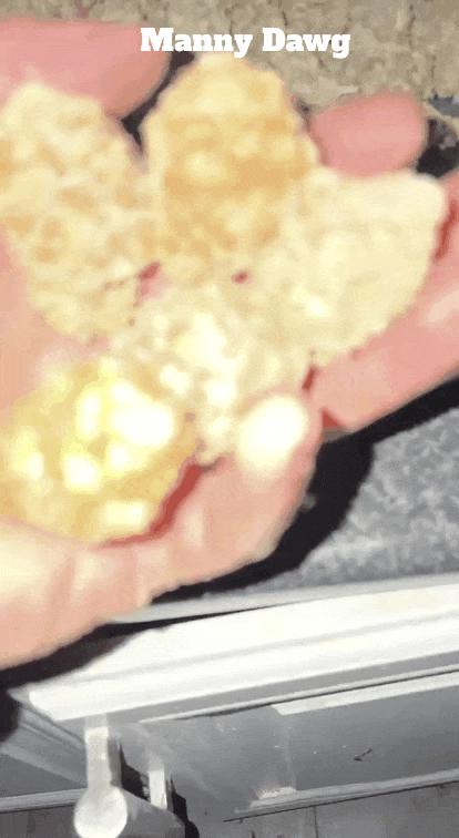 MANNY STARDAWG ⭐🐶