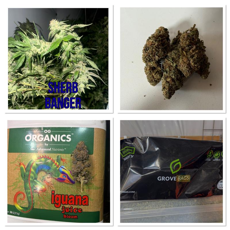 Sherbet banger organic budget bud