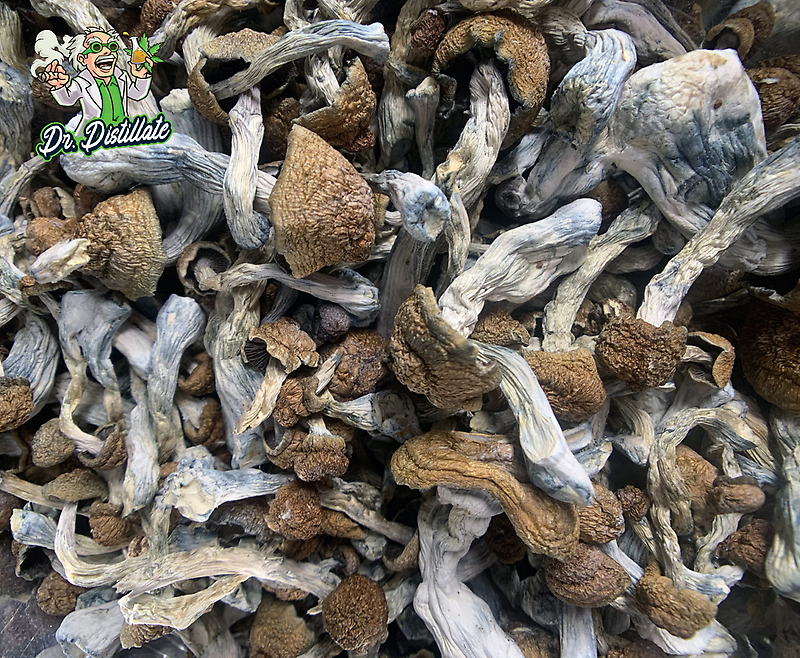 Magic Mushrooms