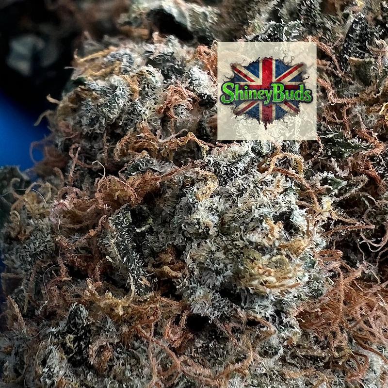 🇬🇧 Cookie Dawg