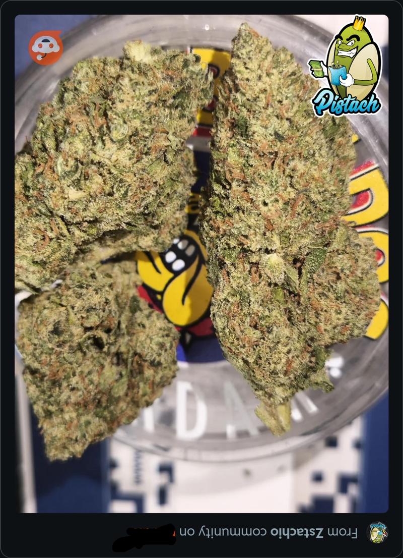 JEALOUSY - SHERBET X GELATO 41 FREE SHIPPING
