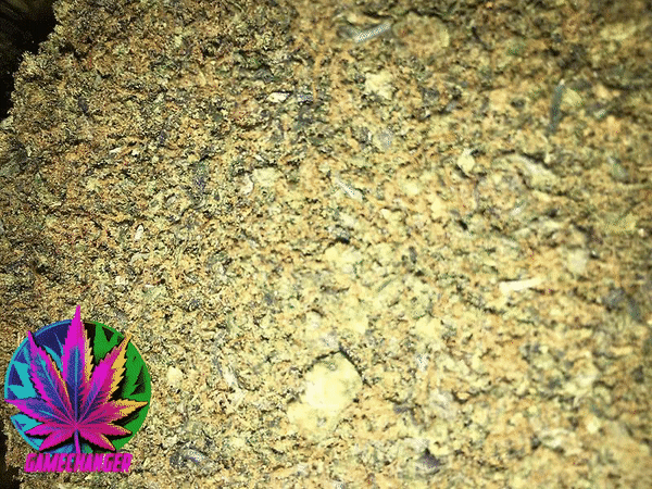 Cali Shake