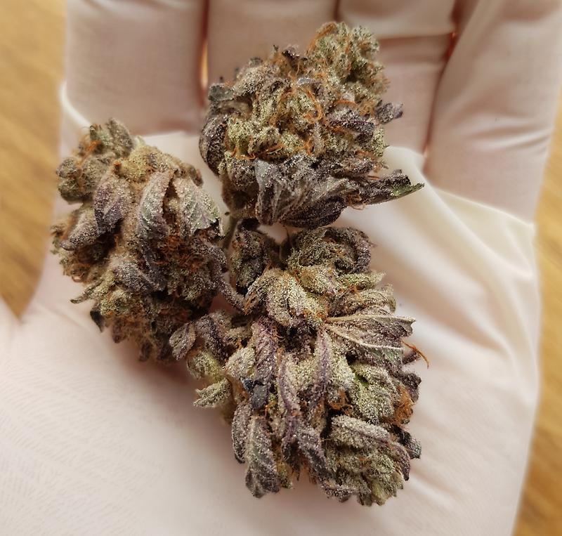 **PURPLE CHEMDAWG**