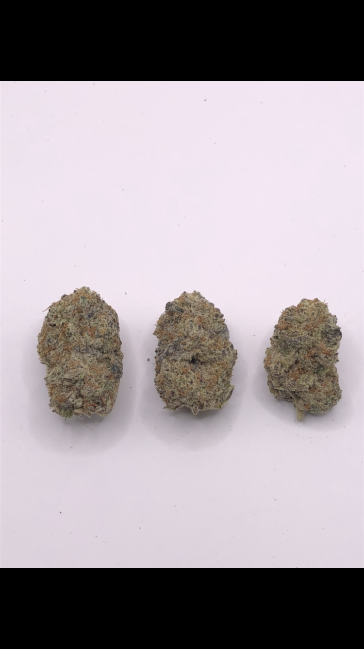 ANIMAL FACE - EXOTICS