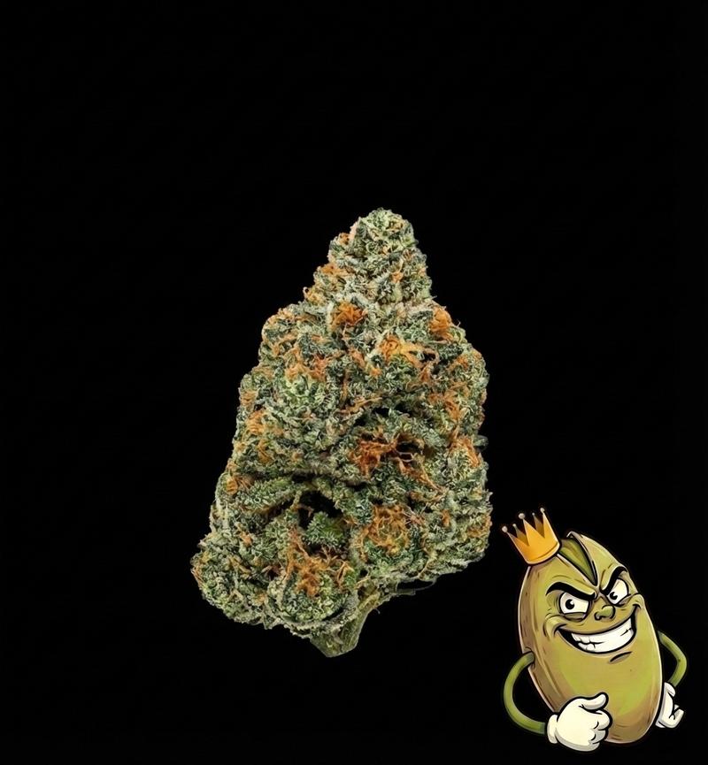 RS11 DOJA GENETICS - TOPSHELF £140 A Z