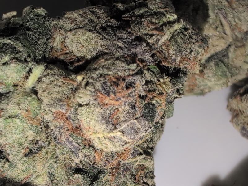 Z33 (Zkittlez x Gelato 33) UK TOP SHELF PREMIUM BUD