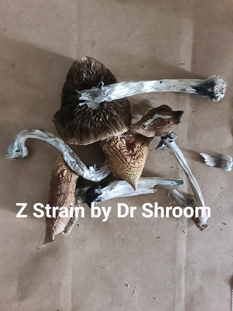 Z Strain Magic Mushrooms