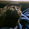 Lorenzokitty
