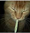 Kitt